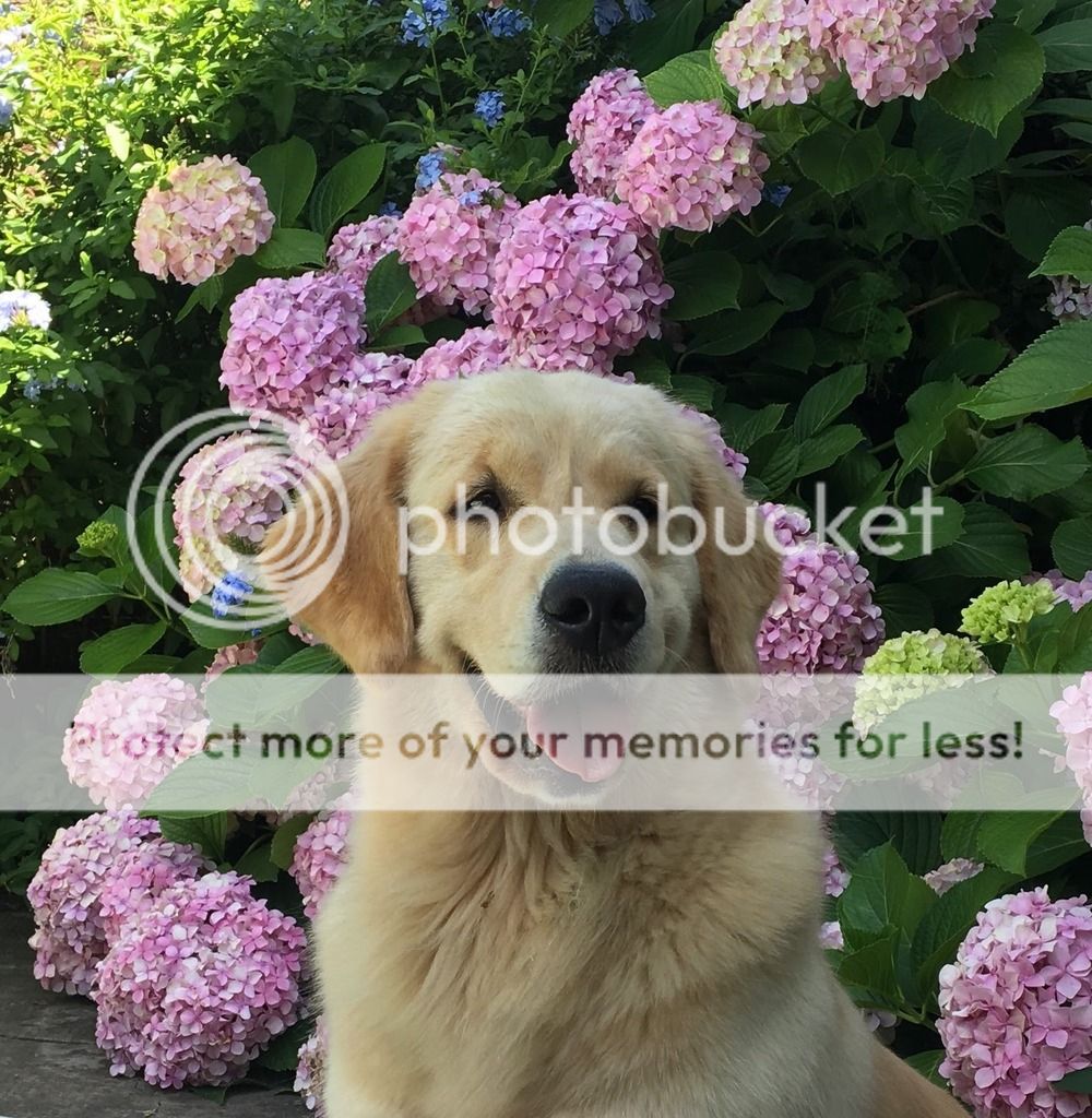 Photobucket - Video and Image Hosting