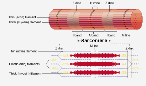 Sarcomere Animated Gifs | Photobucket