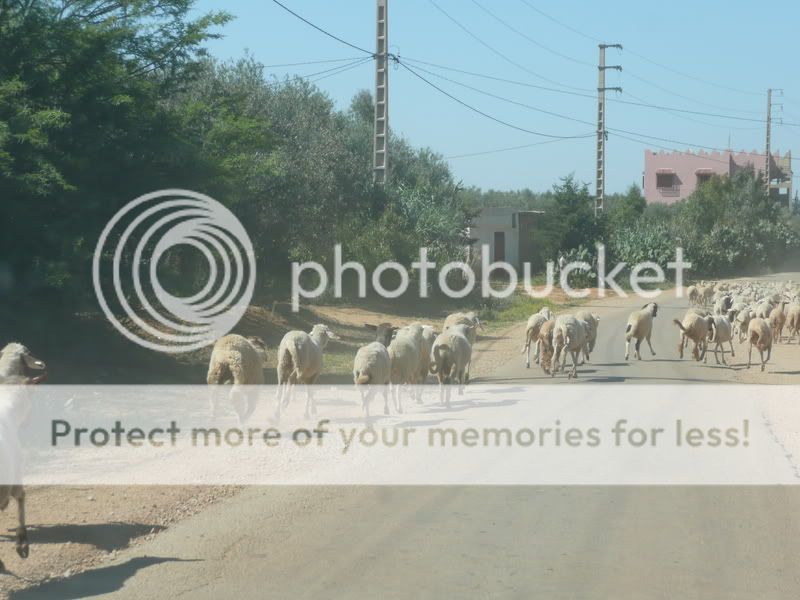 http://i50.photobucket.com/albums/f321/FreeDuck/morocco_public/sheeproad2.jpg