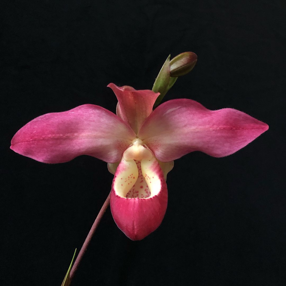 Phrag La Vingtaine des Mathias | Slippertalk Orchid Forum