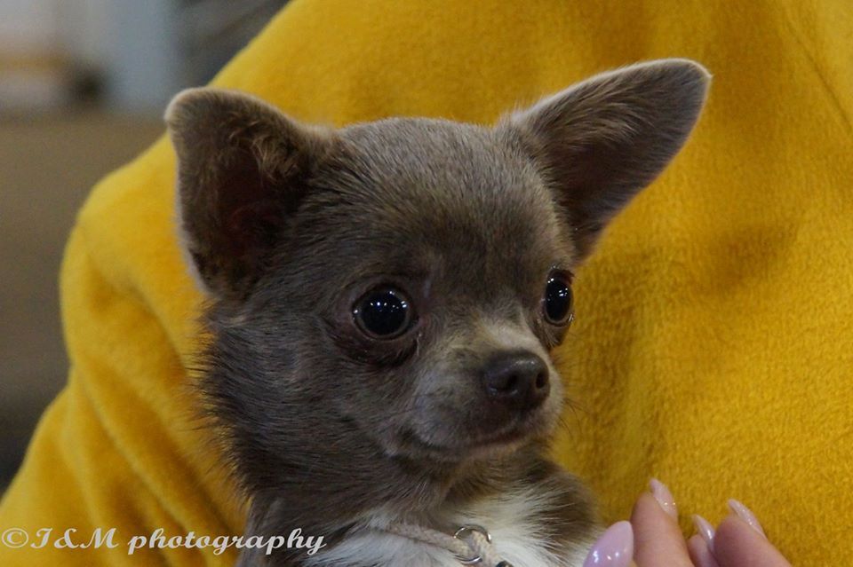 Is a light solid silver Chihuahua rare? - Chihuahua Forum : Chihuahua ...