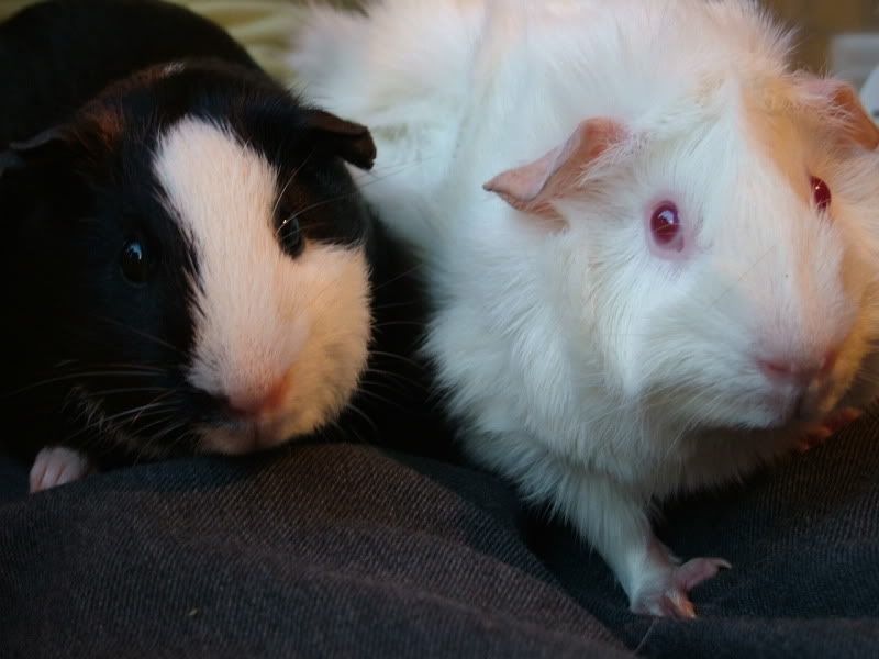 2009_1106poppydaisy0040.jpg