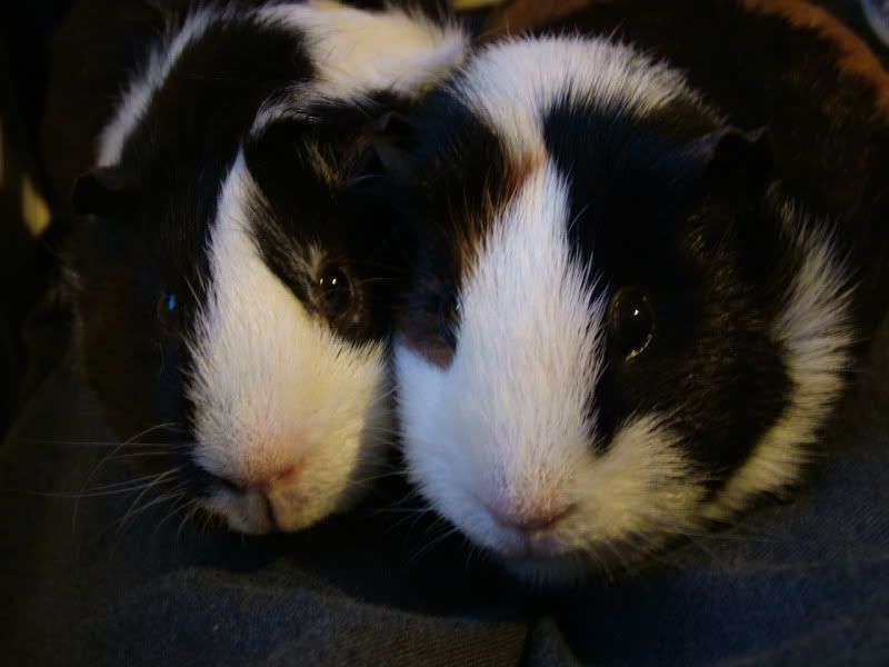 2009_1106poppydaisy0067.jpg