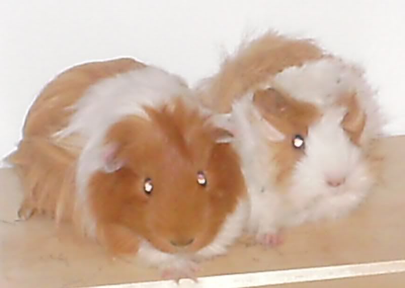 PICT0317.jpg