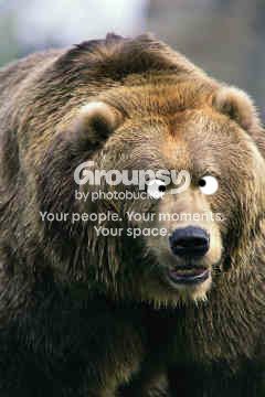 Cross Eyed Bear
